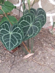 Anthurium clarinervium