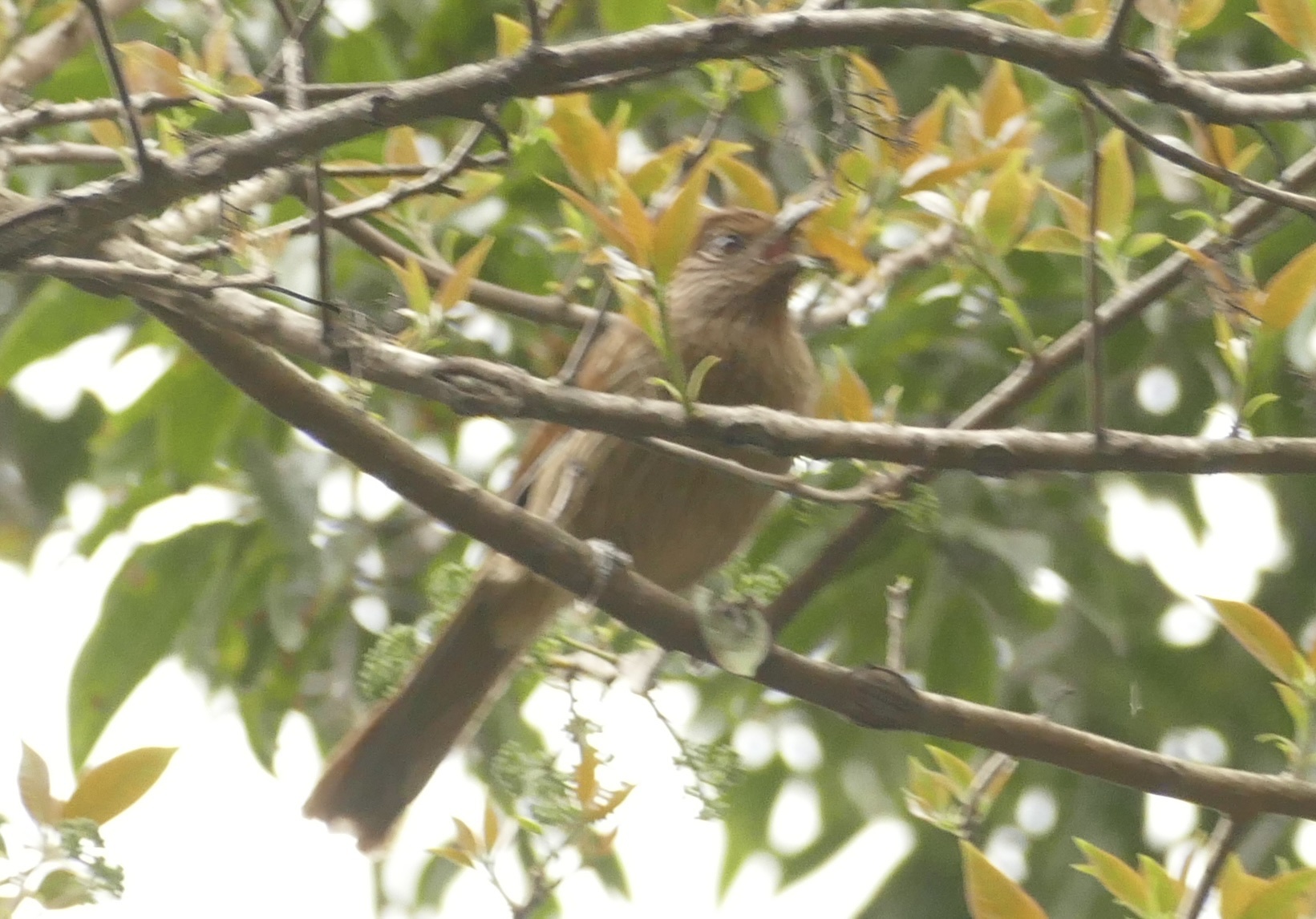 Striated Laughingthrush
