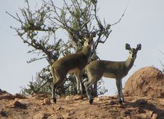 Oreotragus oreotragus