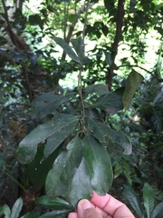Cryptocarya concinna