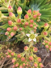 Dudleya virens