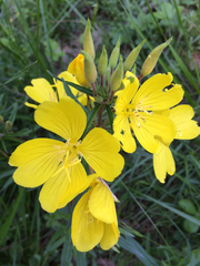 Oenothera serrulata