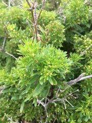 Galium catalinense acrispum
