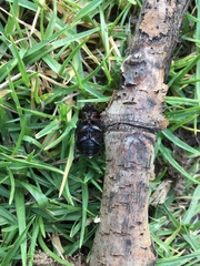 Ancognatha scarabaeoides