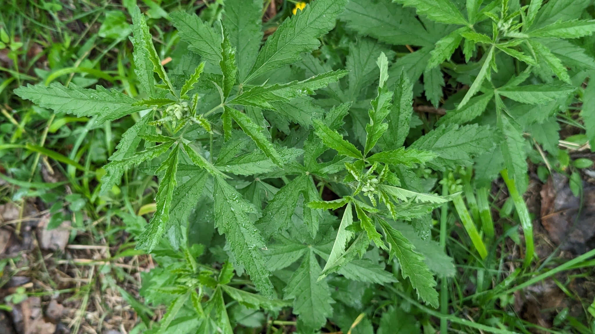 Imagem de Malva-cannabis