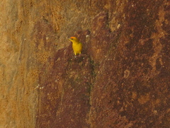 Sicalis columbiana