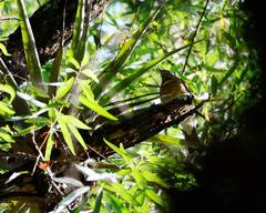 Turdus assimilis