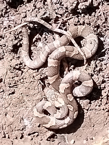 Splendid Cat-eyed Snake