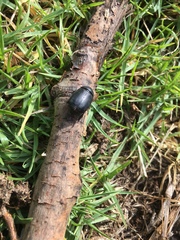 Ancognatha scarabaeoides