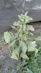 Nicotiana tabacum