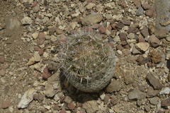 Coryphantha werdermannii