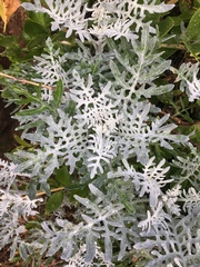 Constancea nevinii