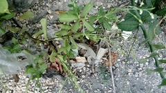 Talinum fruticosum