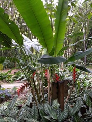 Heliconiaceae