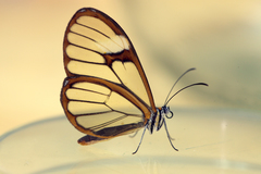 Pagyris cymothoe