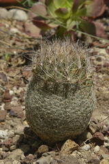 Coryphantha werdermannii