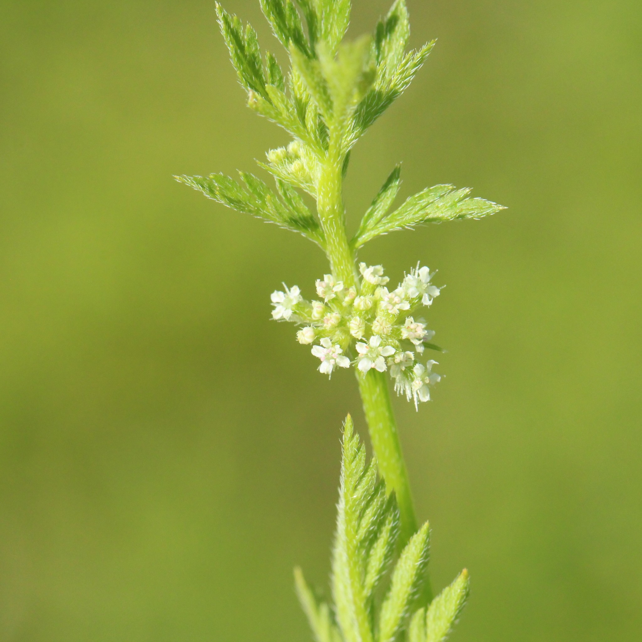 Torilis nodosa