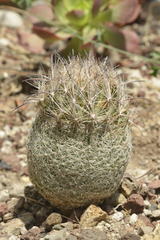 Coryphantha werdermannii