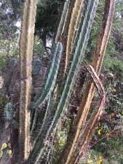 Trichocereus bridgesii