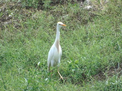 Bubulcus ibis