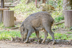 Sus scrofa moupinensis