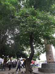 Bauhinia picta