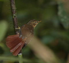 Automolus ochrolaemus