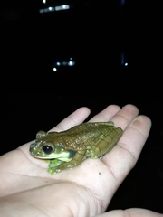 Trachycephalus cunauaru