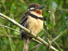Hypnelus ruficollis