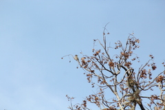 Melanerpes hypopolius