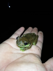 Trachycephalus cunauaru