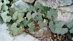 Cucurbita moschata