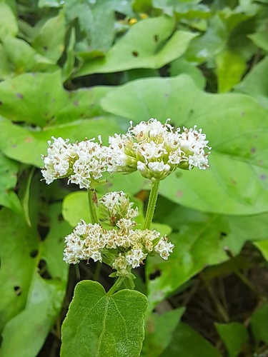 Mikania congesta (Mikania congesta)