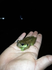 Trachycephalus cunauaru