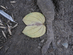 Bauhinia picta