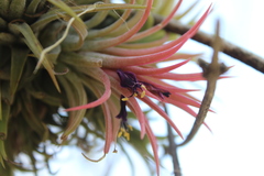Tillandsia ionantha