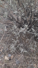 Parthenium argentatum