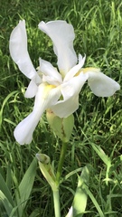 Iris albicans