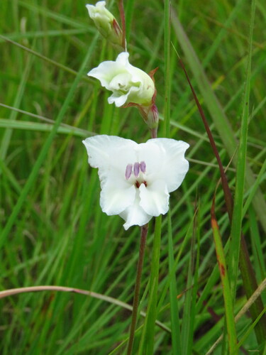 Gladiolus intonsus