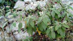 Lippia graveolens