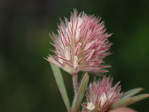 Representative image of Trifolium arvense
