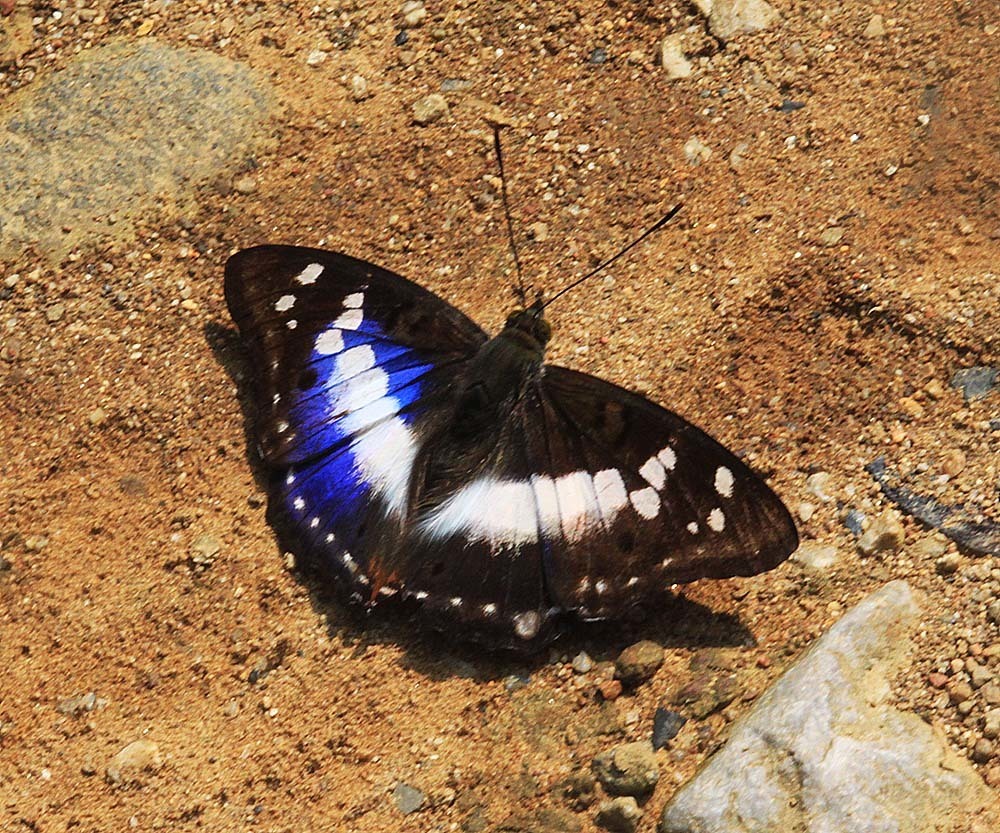 Indian Purple Emperor