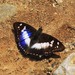 Indian Purple Emperor - Photo (c) Les Day, some rights reserved (CC BY-NC), uploaded by Les Day