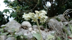 Lippia graveolens