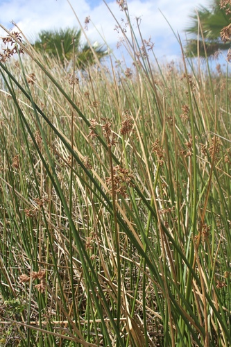 Schoenoplectus californicus observed 2019-04-29