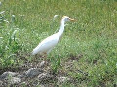 Bubulcus ibis