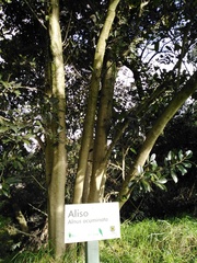 Ficus americana