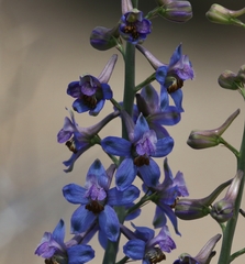 Delphinium parishii