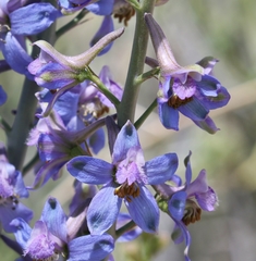 Delphinium parishii