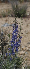 Delphinium parishii